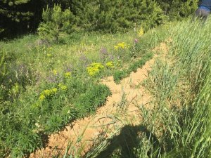 Emniyet güçlerinden Tosya’da kenevir operasyonu