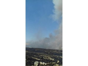 Mardin’de çıkan yangında 400 dönüm ekili arazi kül oldu