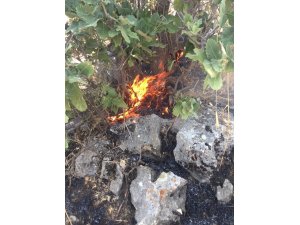 Sincik ilçesinde orman yangını