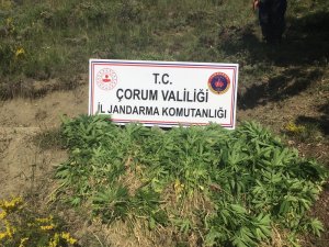 Çorum’da jandarma bin 39 kök Hint keneviri ele geçirdi