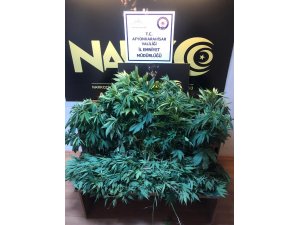 115 kök Hint keneviri ele geçirildi