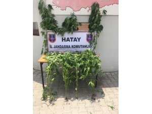 Hatay’da Hint keneviri operasyonu