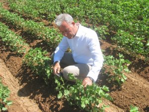 Araban’da pamuk üretimi için önleyici tedbirler arttırıldı