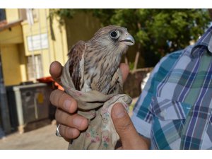 Baygın halde bulunan yavru kızıl şahin koruma altına alındı