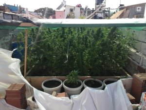 Balıkesir’de tonlarca uyuşturucu ele geçirildi