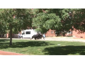 Kaçan boğa zor anlar yaşattı, 2 kişiyi de yaraladı