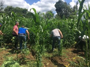 Mısır tarlasında 22 bin kök Hint keneviri ele geçirildi