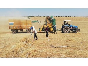 Mazıdağı’nda mercimek hasadı sürüyor