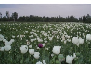 Hindistan’a haşhaş tohumu ihracatı tekrar başlıyor