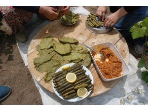 Japonlar Tokat yaprağı yiyecek