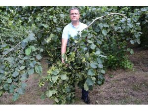 Ordu’da fındık rekolte tahmini çalışmaları başladı