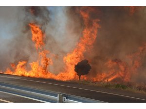 Anız yangınında ağaçlar kül oldu