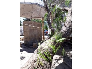 İzmir’de caminin üzerine ağaç devrildi