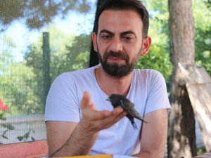Yavru ebabil kuşu bulundu