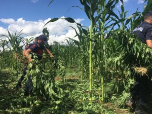 10 milyon liralık kenevir tarlasının zanlıları tutuklandı