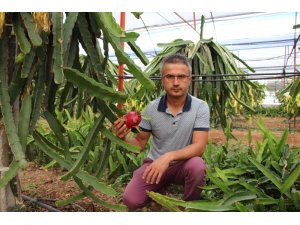 Ejder meyvesi çiftçinin yeni geçim kaynağı oldu