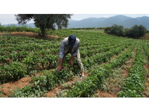 Yerli biberin tadı yıllardır değişmedi
