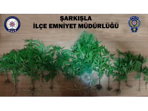 Şarkışla'da uyuşturucu operasyonu