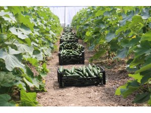 Gürpınar’da sezonun ilk sera hasadı toplandı