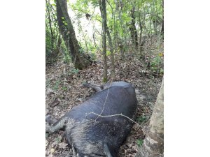 Kaybolan mandalarını zehirlenmiş olarak buldular