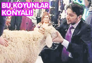 Bu koyunlar Konyalı!