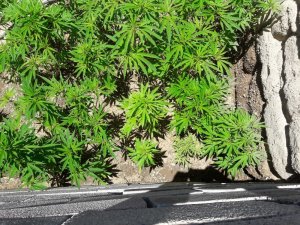 Jandarma ekipleri hint keneviri ele geçirdi