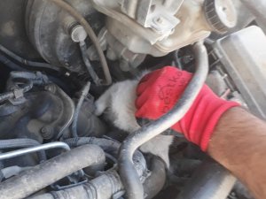 Aracın motor bölmesine sıkışan yavru kedi kurtarıldı