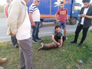Çarptığı köpeği geri dönüp veterinere götürdü