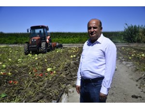 Fiyatı dip yapan karpuz tarlada kaldı