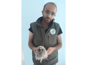 Yaralı kuşlar tedavi altına alındı