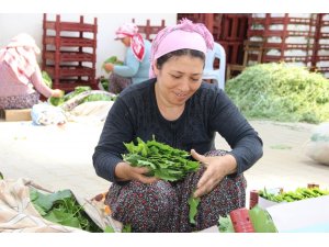İstanbul’un yaprağı Manisa’dan