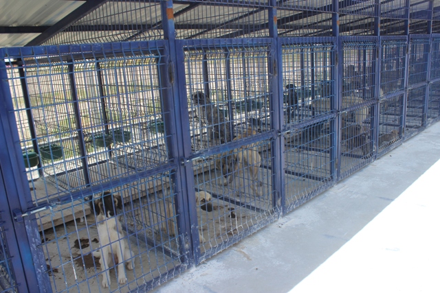 Karapınar'da hayvan barınağı sahipsiz hayvanlar için yuva oldu