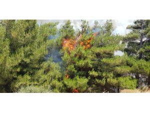 Ormana atılan çöpler yangına neden oldu