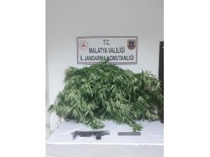 Akçadağ’da kenevir operasyonu