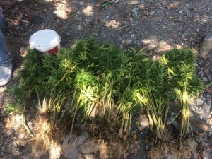 Dörtyol’da Hint keneviri operasyonu