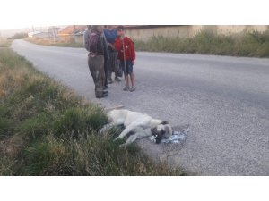 Sokak köpeklerini zehirleyerek öldürdüler