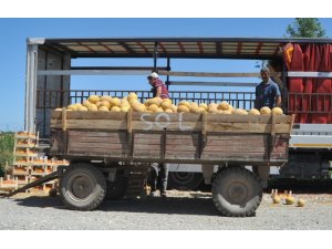 Bafra Ovası’nda kavun hasadına başlandı