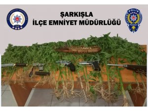 Şarkışla’da 59 kök Hint keneviri ele geçirildi