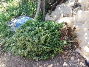 Bahçesinde 112 kök Hint keneviri ele geçirilen şahıs serbest