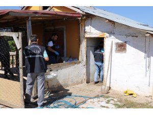 Hırsızlar anne koyunu kuzularından ayırmadı