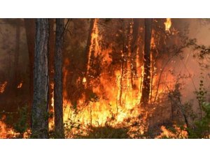 Bilecik’te ormanlık alanda yangın