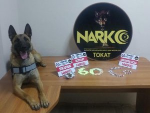 Tokat’ta uyuşturucu operasyonu: 2 tutuklama