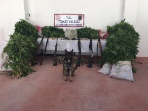 Tokat’ta mısır tarlasında kenevir operasyonu