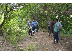 Portakal bahçesinde temizlik yaparken kenevir buldular