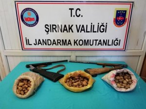 Şırnak’ta toplanması yasaklanan sahlep soğanı ele geçirildi