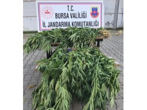Bursa’da 660 kök kenevir yakalandı
