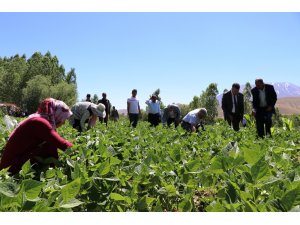 Gevaş fasulyesinin ilk hasadı yapıldı