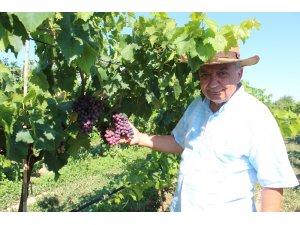 Dünyaca ünlü Sultaniye üzüme alternatif