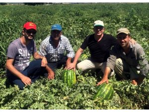 Karpuzun fiyatı tarlada 30 kuruşa düştü