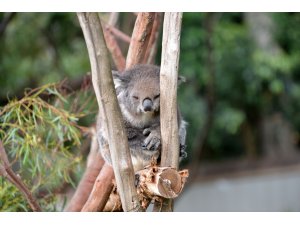 Koala neslini tükenmekten kurtaracak sağlıklı türler bulundu